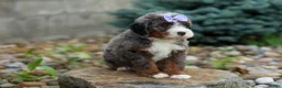 Mini Bernedoodle dogs for sale: 🐾 Paisley 🐾 - Ad 9