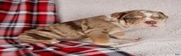 Mixed Breed dogs for sale: Hunter - Ad 5
