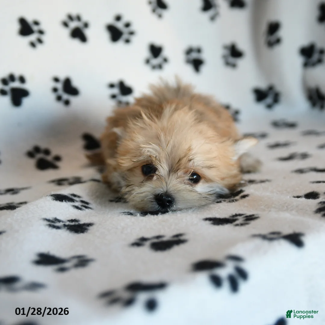 Morkie dogs for sale: Norman - Ad 3