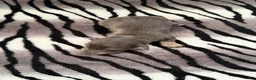 Dachshund dogs for sale: Blue and cream male - Ad 3