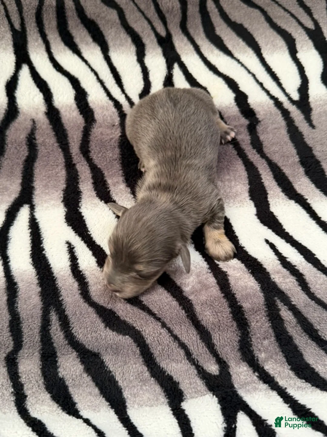 Dachshund dogs for sale: Blue and cream male - Ad 3