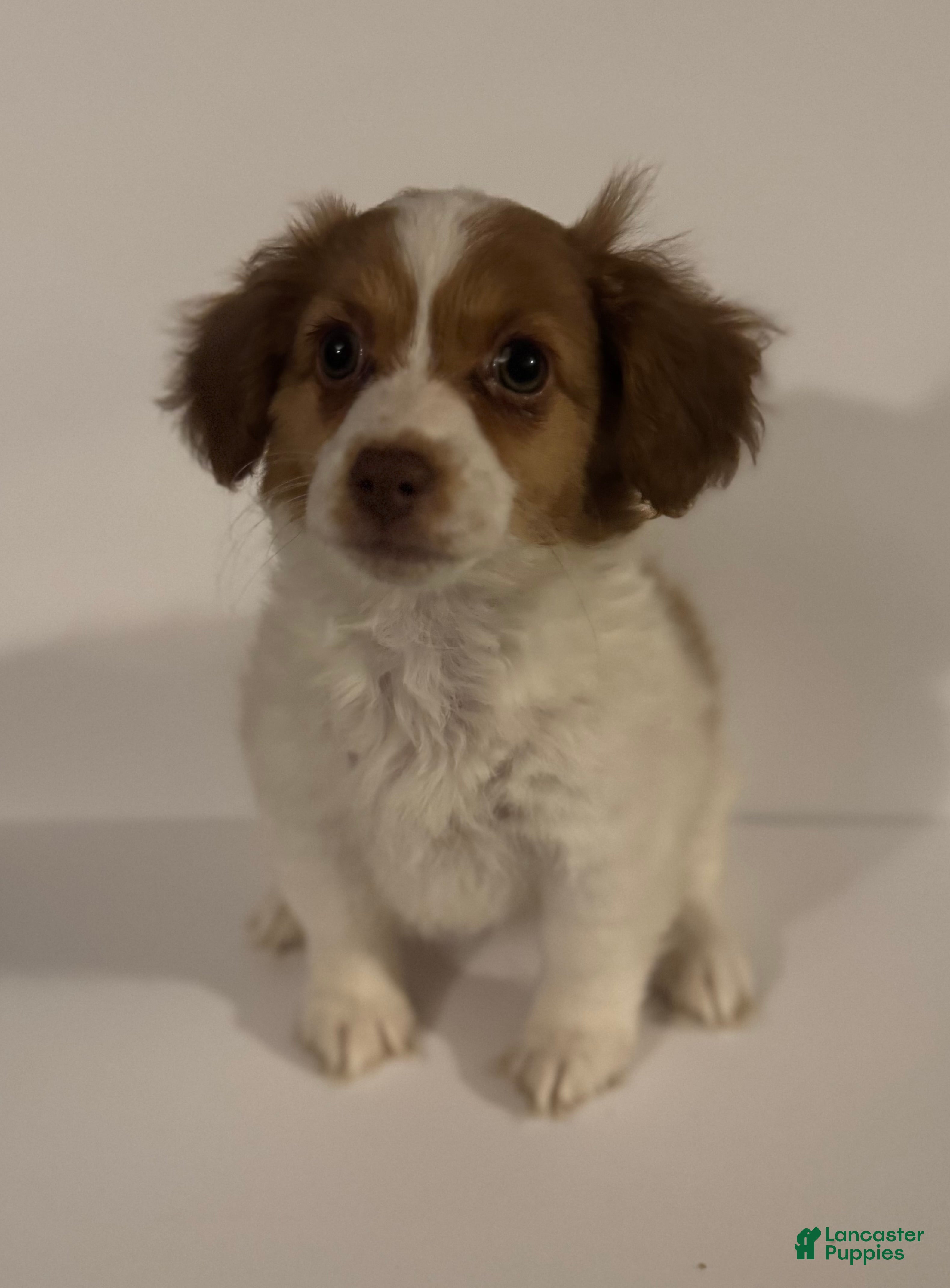 Jack Russell Terrier dogs Athena - Ad 2