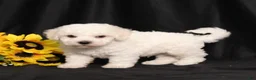 Bichon Frise dogs for sale: Kelly - Ad 1