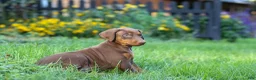 Doberman Pinscher dogs for sale: FRANCES - Ad 6