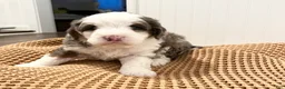 Mini Bernedoodle dogs for sale: Trixie - Ad 1