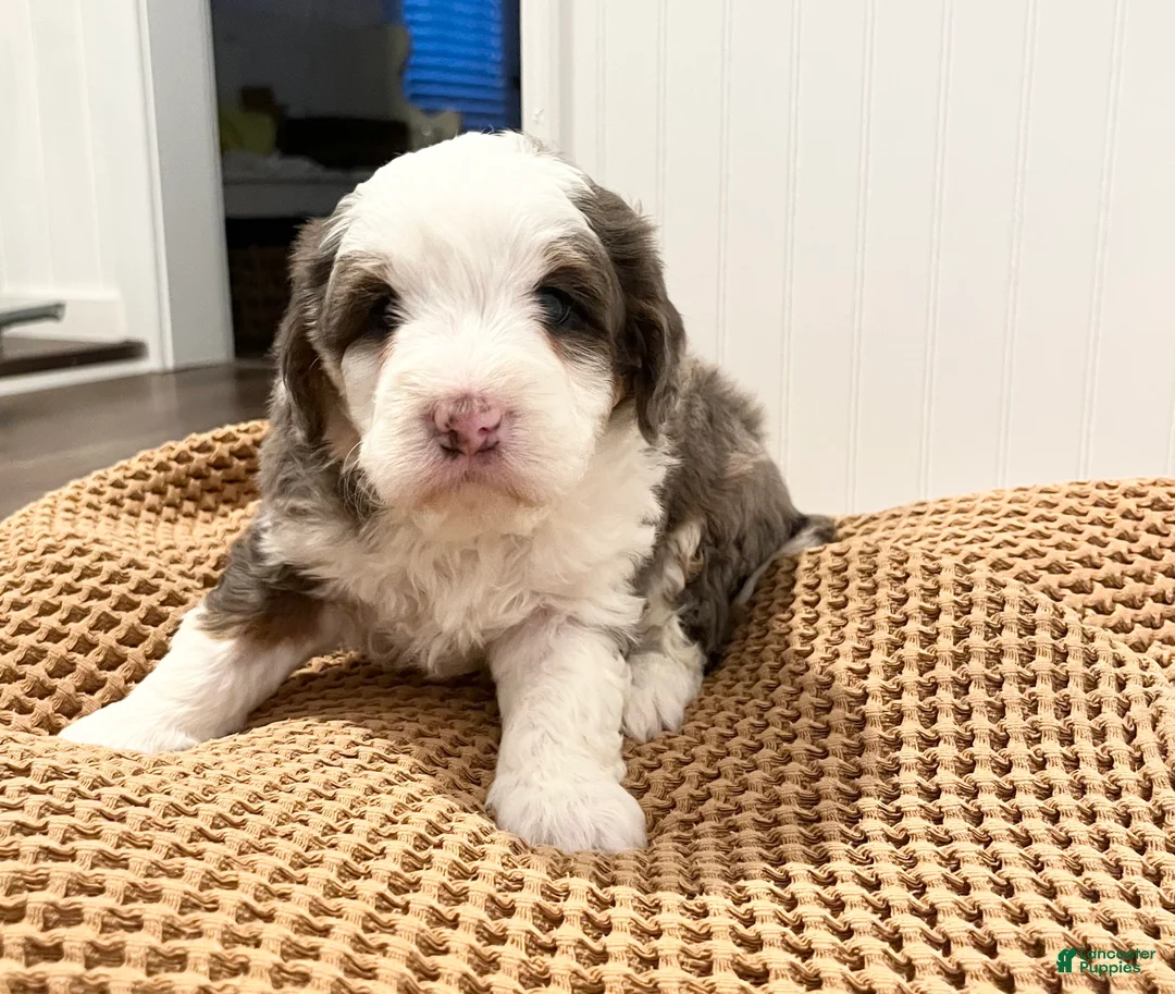 Mini Bernedoodle dogs for sale: Trixie - Ad 1