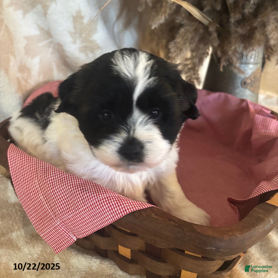 Teddy Bear dogs for sale: Ace - Ad 4