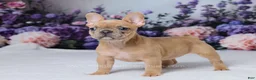 French Bulldog dogs for sale: Sapphire - Ad 5