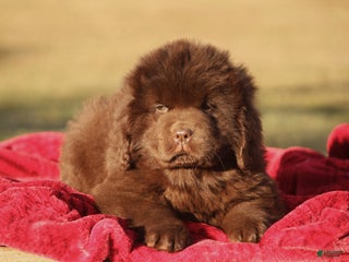 Newfoundland dogs Paisley - Ad 1