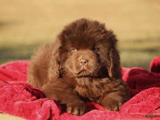 Newfoundland dogs Paisley - Ad 1