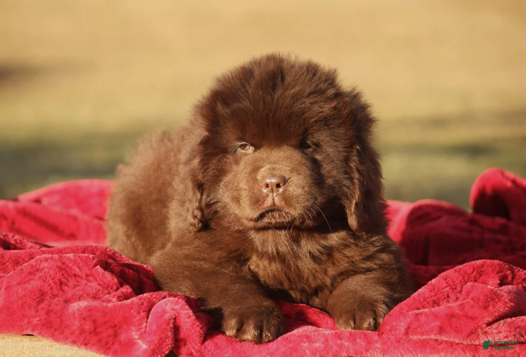 Newfoundland dogs for sale: Paisley-pending - Ad 12