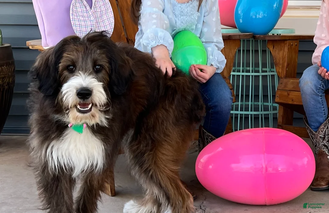 Mixed Breed dogs for sale: Female # 5 English  Shepherd Doodle  - Ad 12