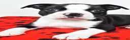 Boston Terrier dogs for sale: Charles - Ad 5