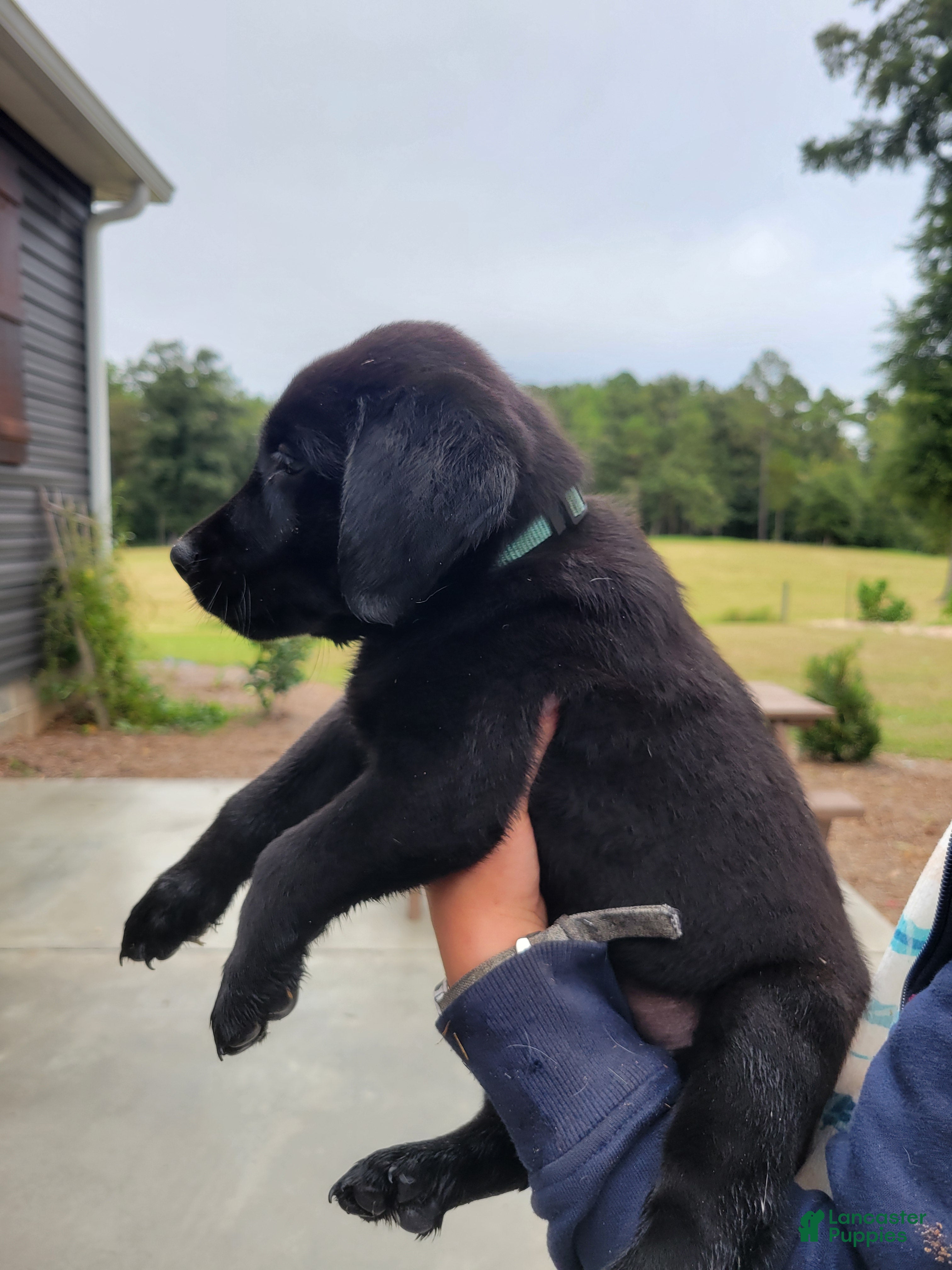 Labrador Retriever dogs Labrador Retriever 4 (teal) - Ad 2
