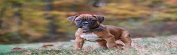 Boxer dogs for sale: Hudson - Ad 3