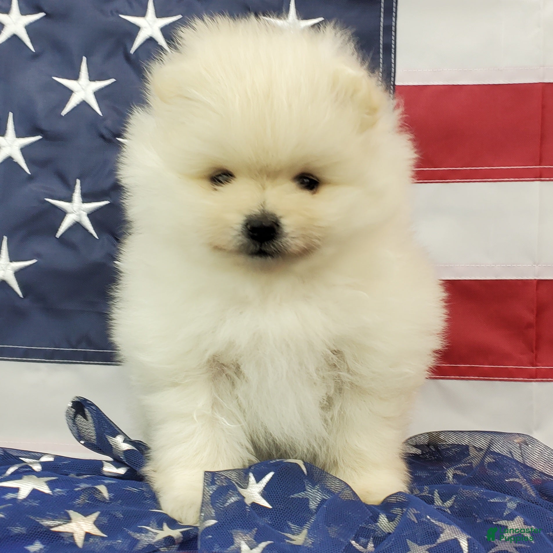 Pomeranian dogs Juliette - Ad 19