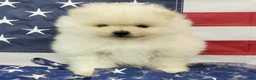 Pomeranian dogs for sale: Juliette - Ad 1