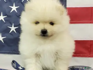 Pomeranian dogs Juliette - Ad 21