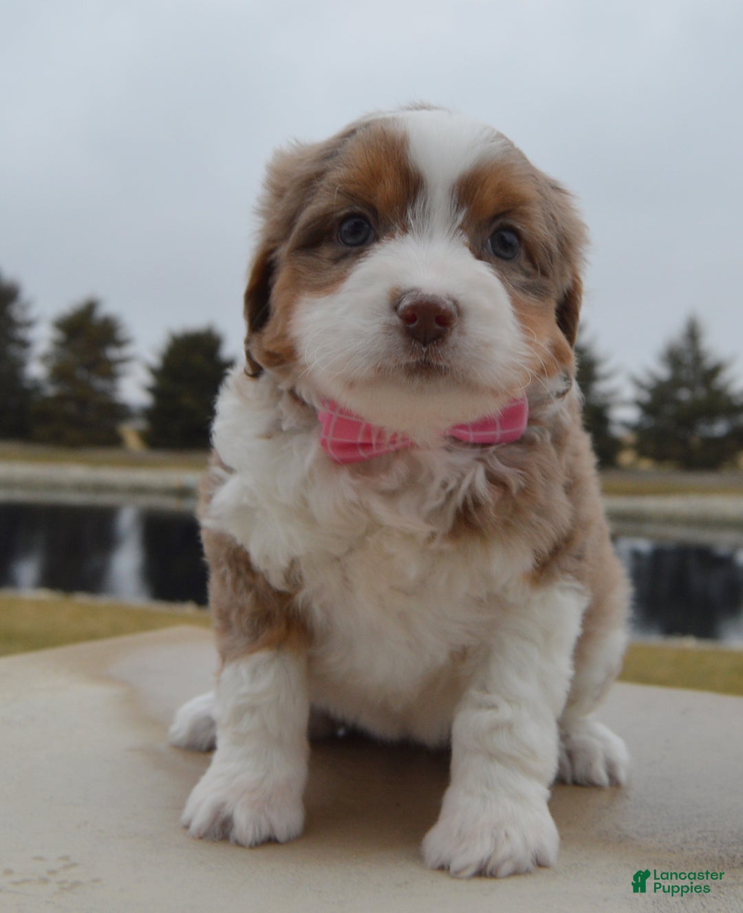Mini Aussiedoodle dogs for sale: Mini Angel - Ad 8