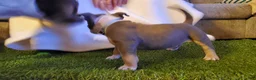 American Bully dogs for sale: American Bully 2 - Ad 2