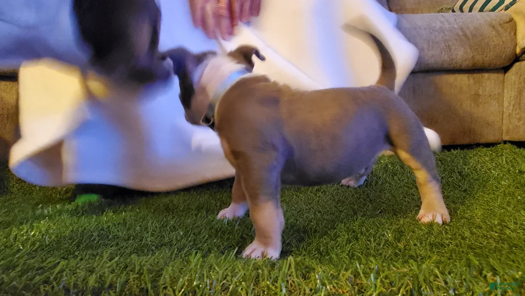 American Bully dogs for sale: American Bully 2 - Ad 2