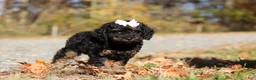 Miniature Poodle dogs for sale: Sadie (AKC) - Ad 3