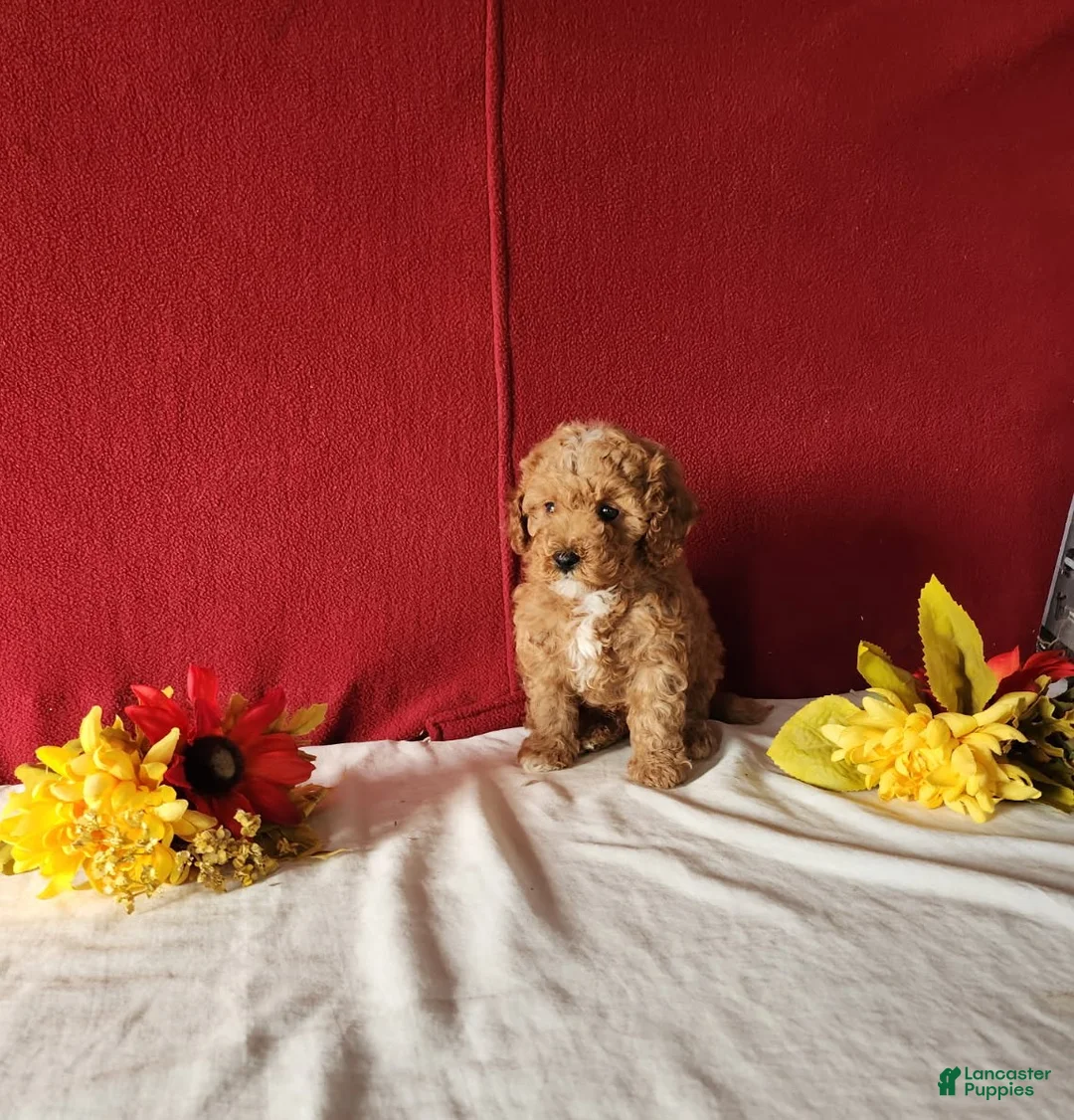 Cavapoo dogs for sale: Tribute - Ad 6