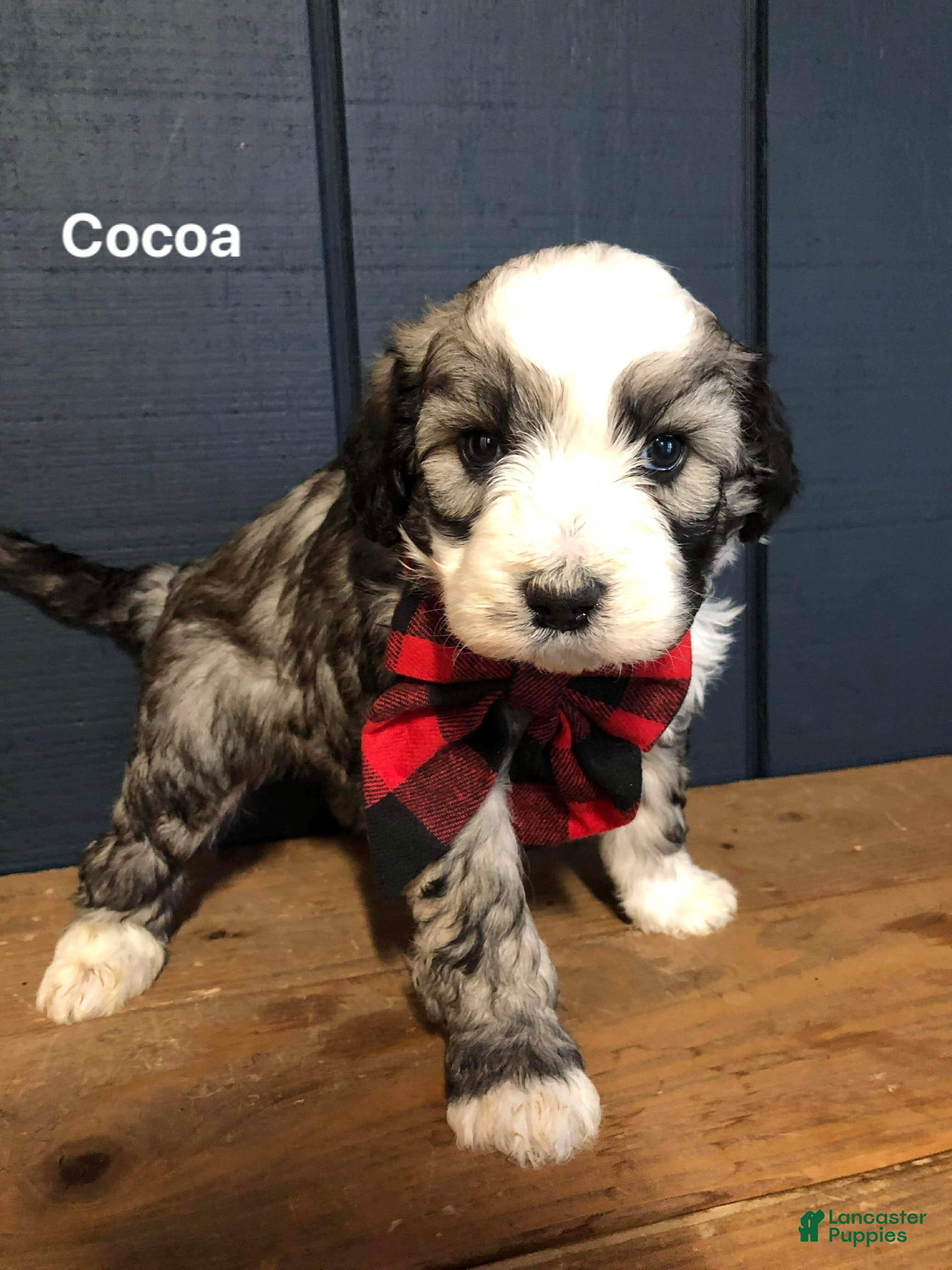 Aussiedoodle dogs Cocoa - Ad 9