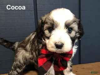 Aussiedoodle dogs Cocoa - Ad 7