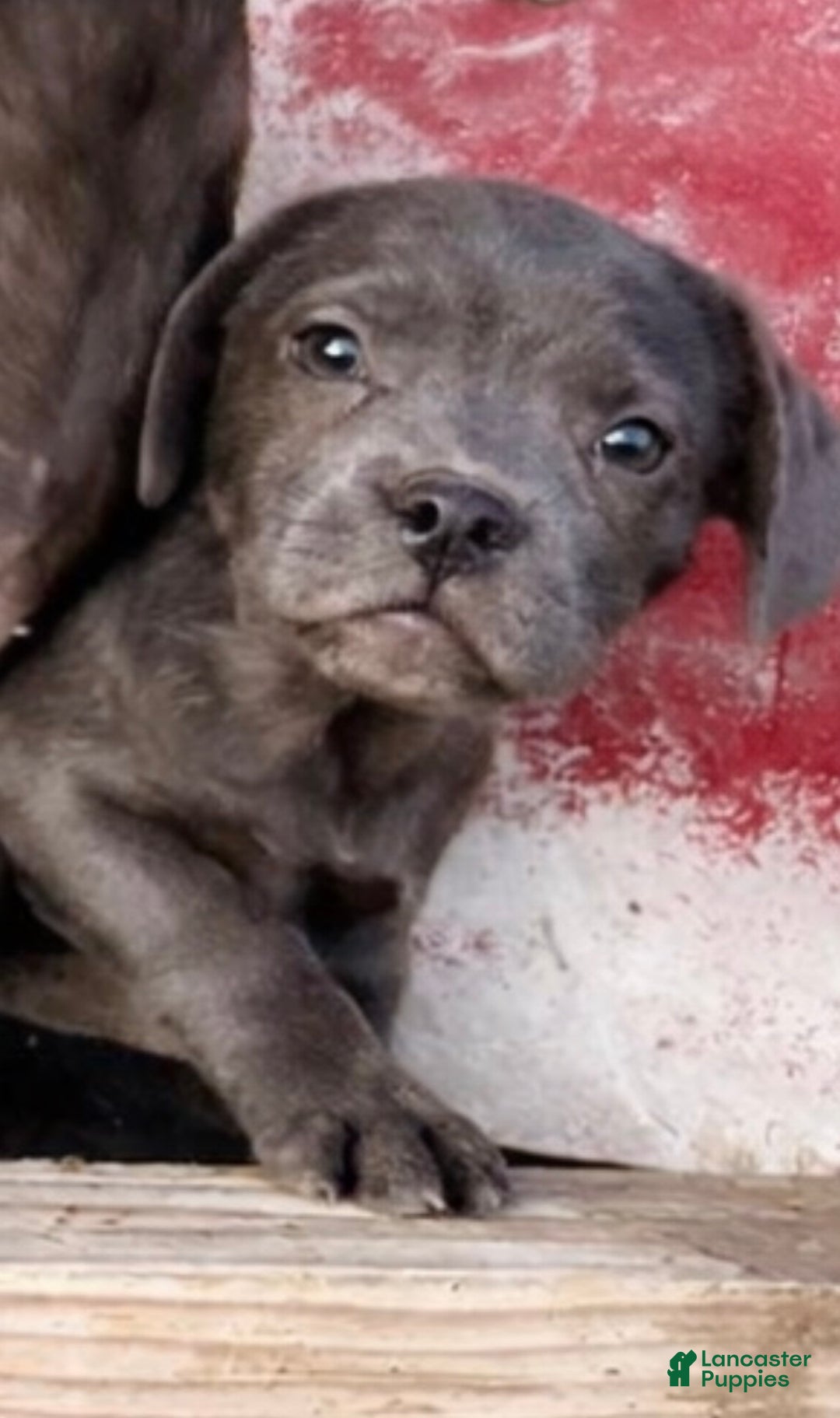 Mixed Breed dogs for sale: Bakunin (Kuni) - Ad 2