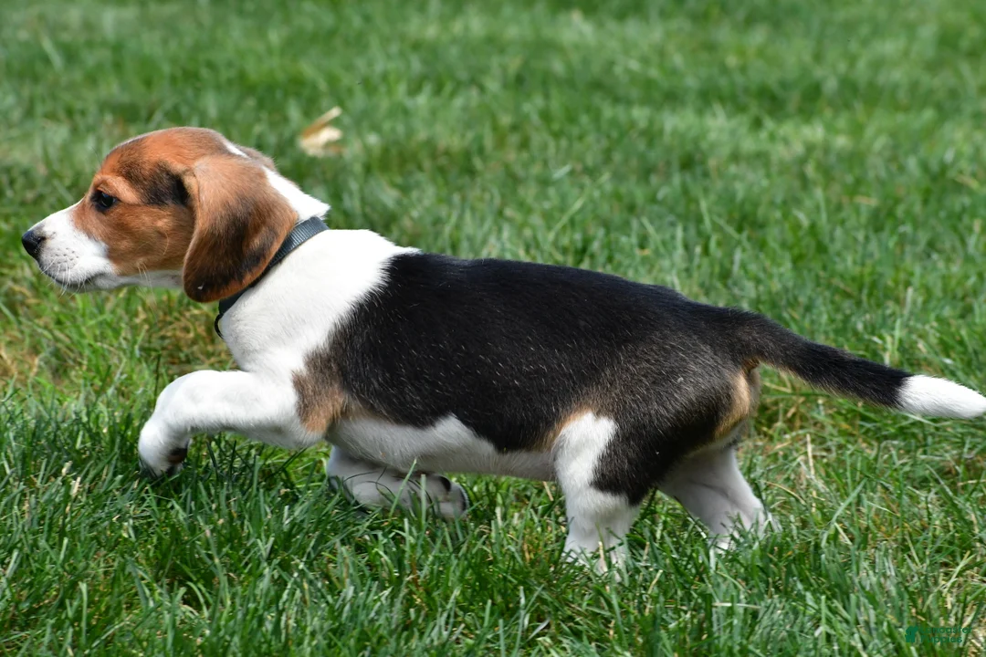 Beagle dogs for sale: Sammy - Ad 9
