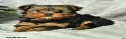 Yorkshire Terrier dogs for sale: Bronson - Ad 2