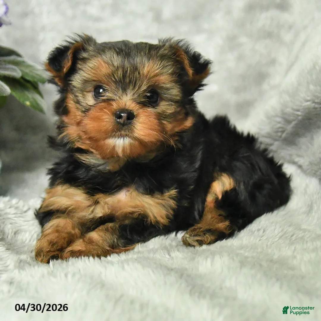 Yorkshire Terrier dogs for sale: Bronson - Ad 2
