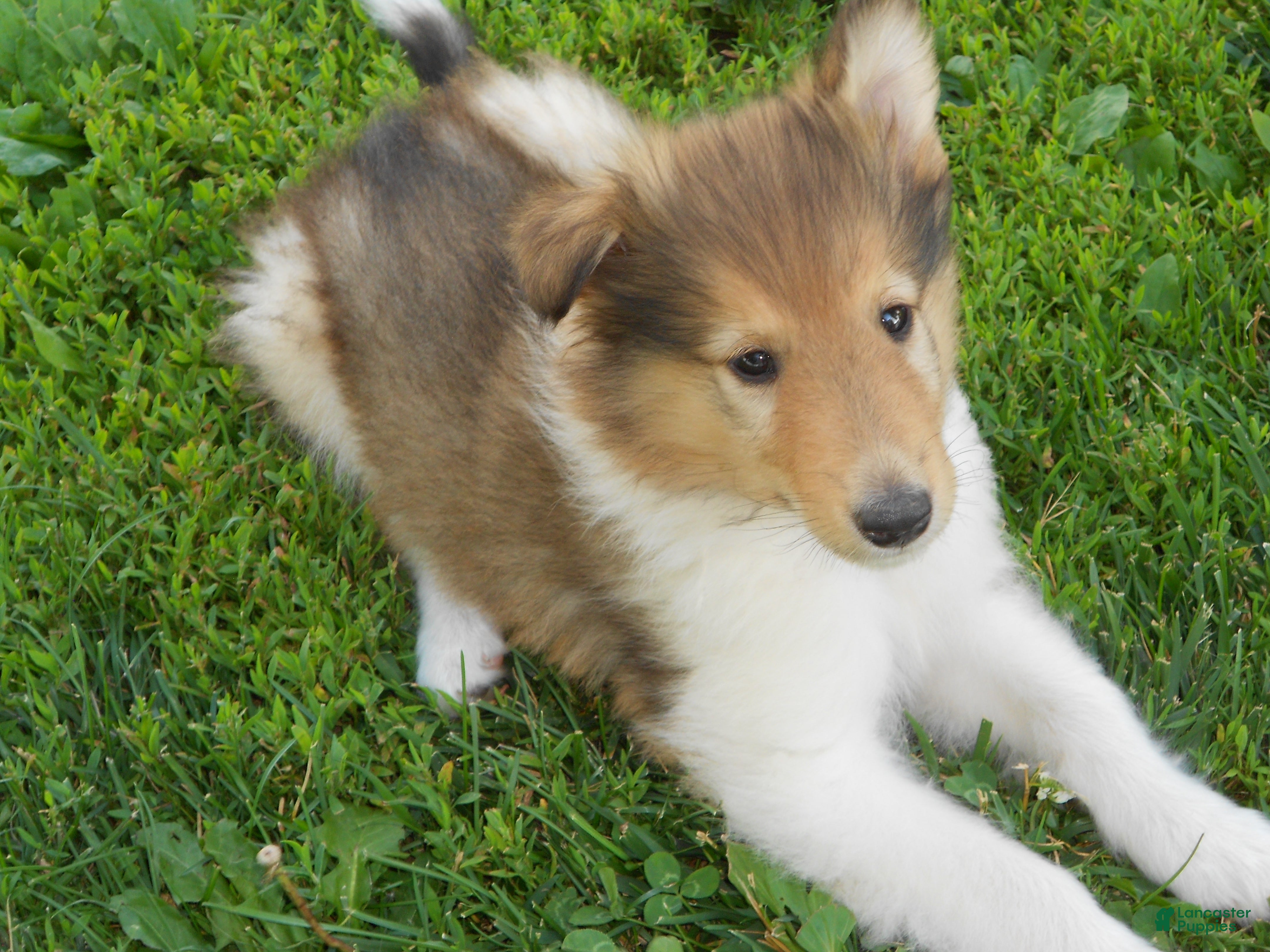 Collie dogs Bo-peep - Ad 2