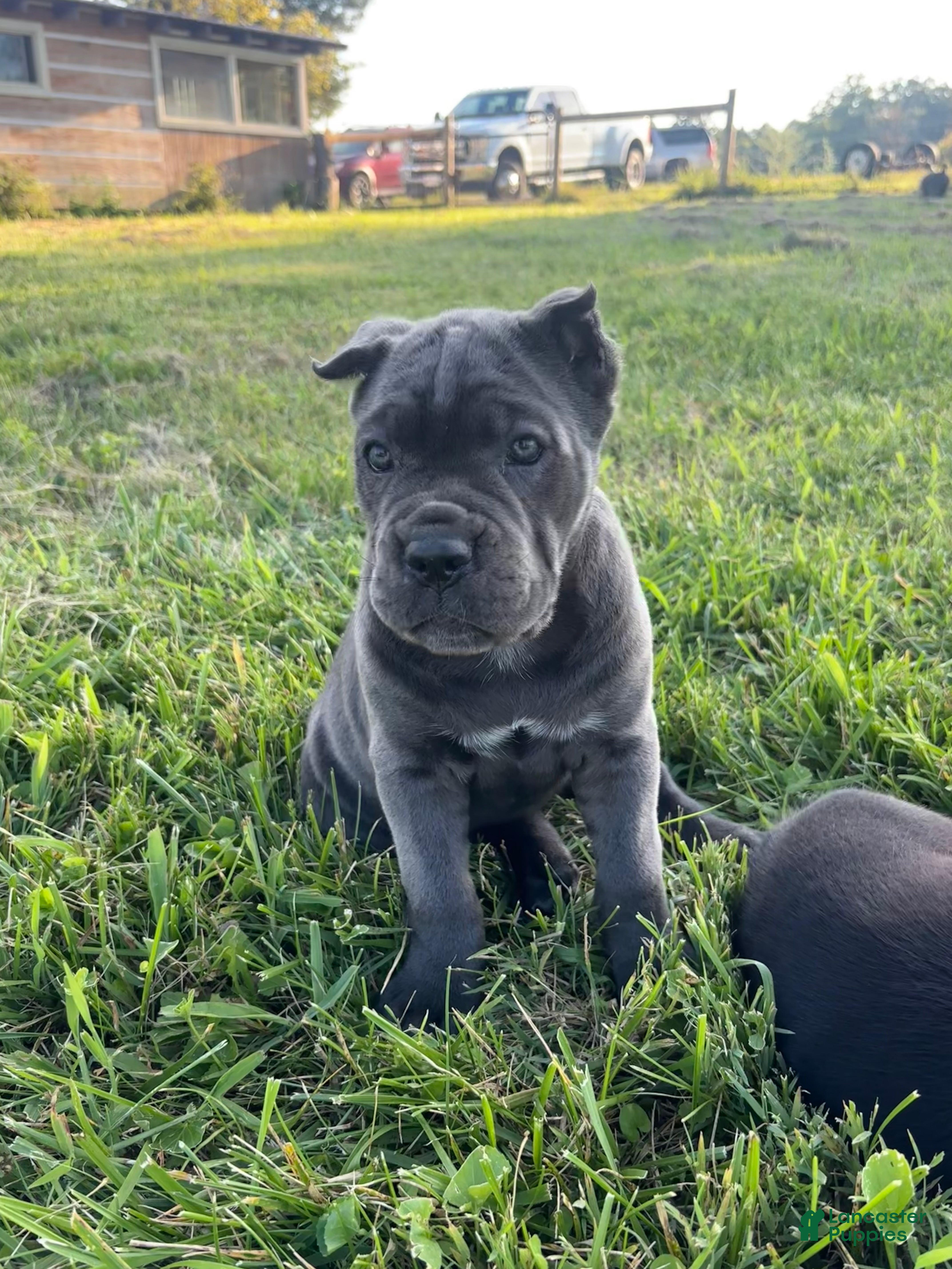 Cane Corso dogs Rianna - Ad 2
