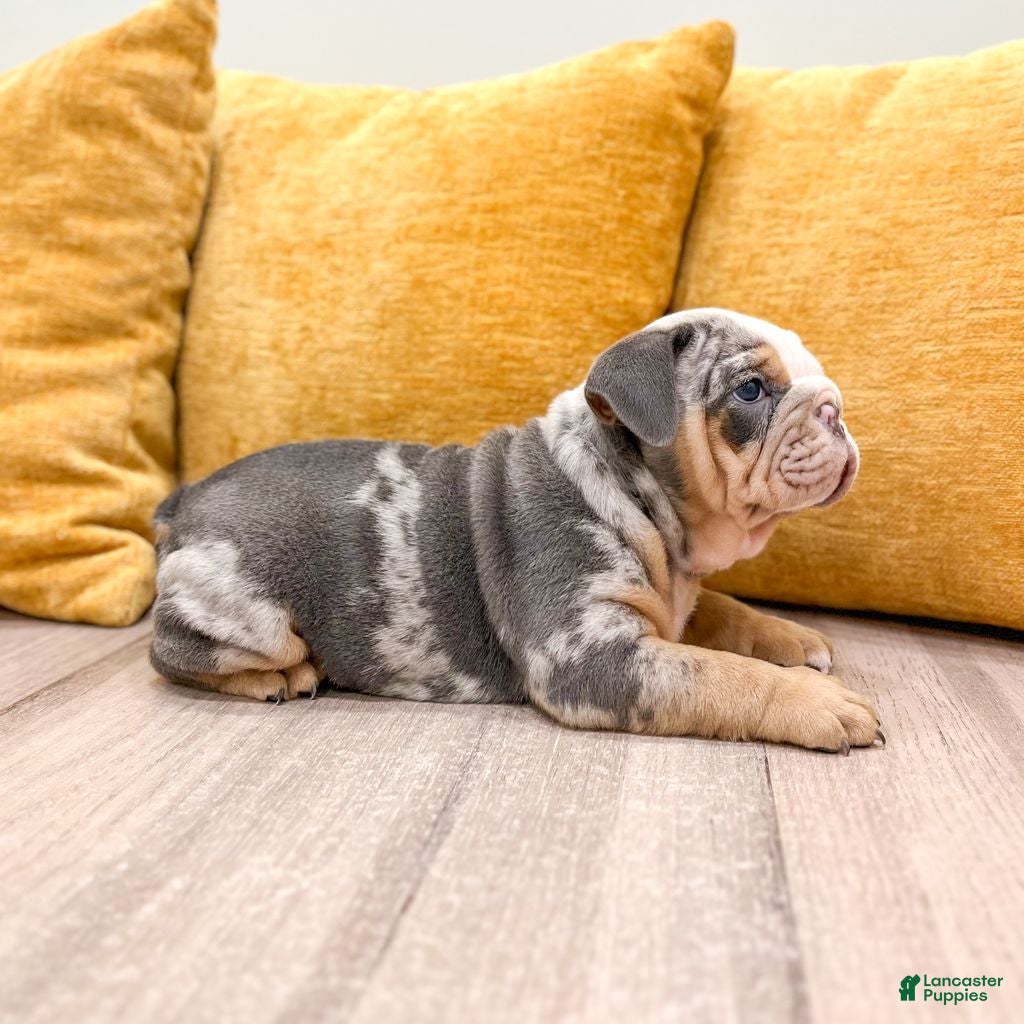English Bulldog dogs Charles - Ad 2