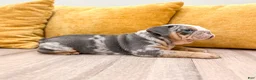 English Bulldog dogs for sale: Charles - Ad 2