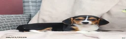 Beagle dogs for sale: Roscoe - Ad 10