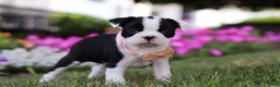 Boston Terrier dogs for sale: Xena - Ad 3