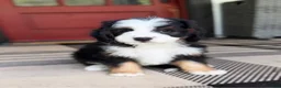 Mini Bernedoodle dogs for sale: Bullseye - Ad 2