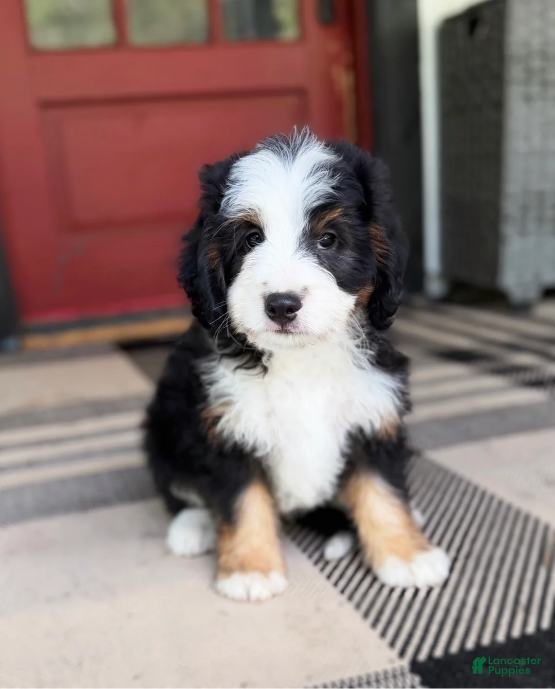 Mini Bernedoodle dogs for sale: Bullseye - Ad 2