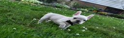 French Bulldog dogs for sale: Sarge  - Ad 3