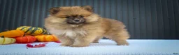 Pomeranian dogs for sale: 🐾 Meet Rolo — A Bouncy Little Ball of Fluff! 🐾 - Ad 7