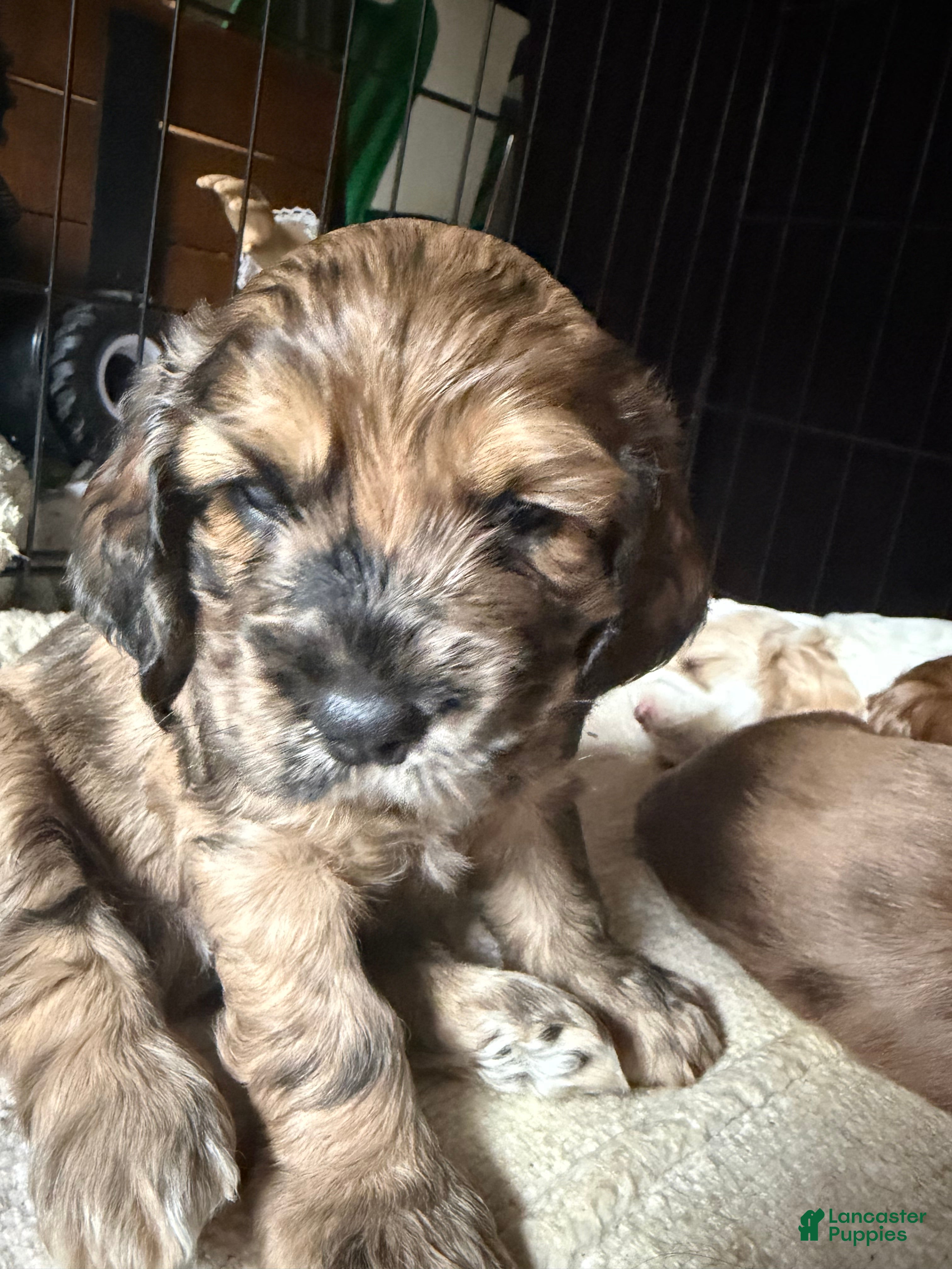 Cocker Spaniel dogs Houdini - Ad 2