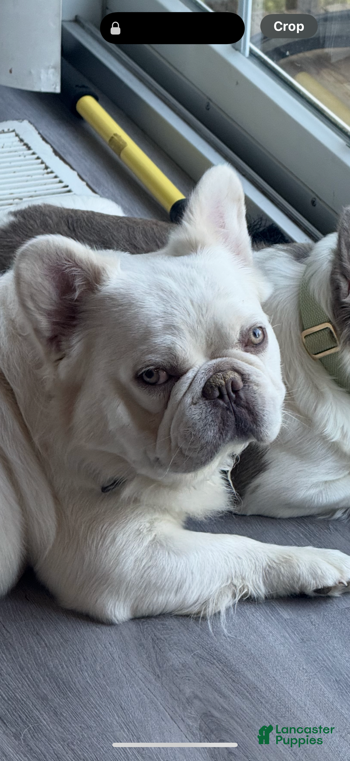 French Bulldog dogs Kash!! - Ad 1