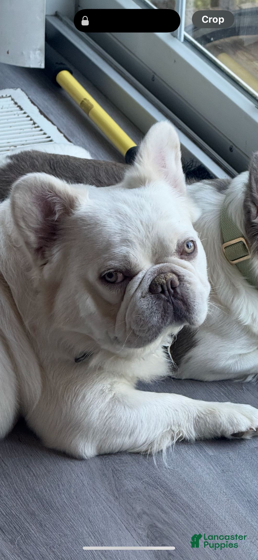 French Bulldog dogs for stud: Kash!! - Ad 1