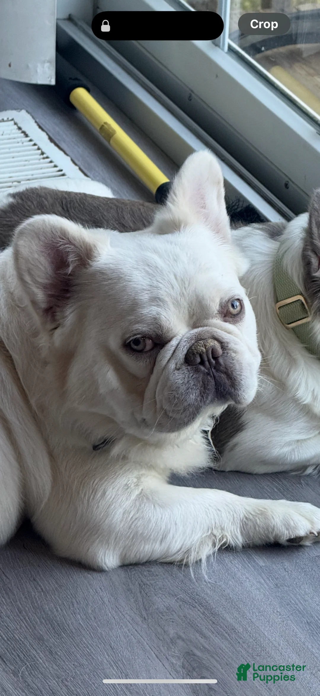 French Bulldog dogs for stud: Kash!! - Ad 1