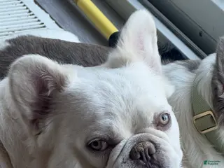 French Bulldog dogs Kash!! - Ad 1