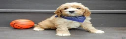 Cavapoo dogs for sale: Shawn - Ad 7