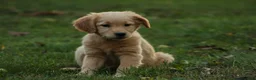 Golden Retriever dogs for sale: Meg Golden Retriever  - Ad 4